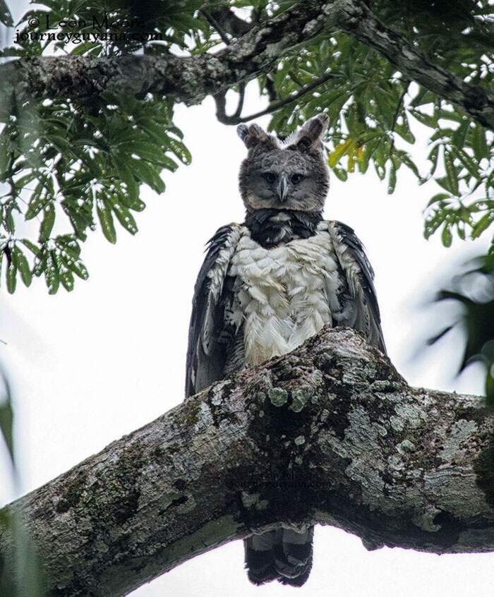 aquila arpia gigante 03