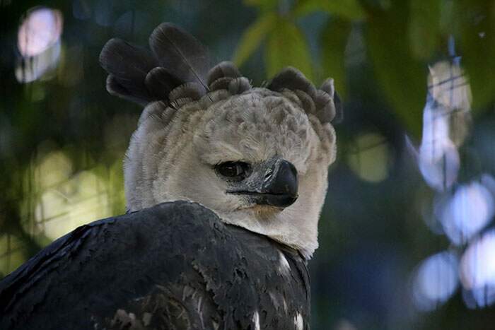 aquila arpia gigante 07