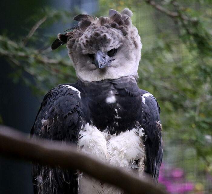 aquila arpia gigante 08