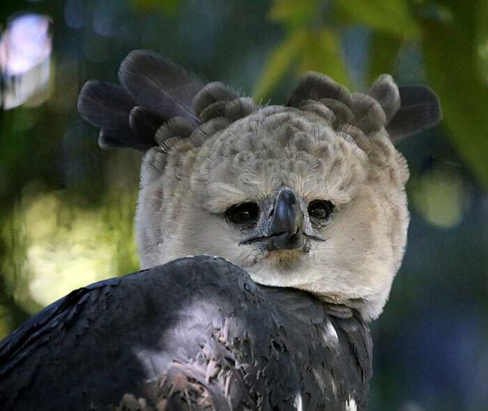 aquila arpia gigante 09