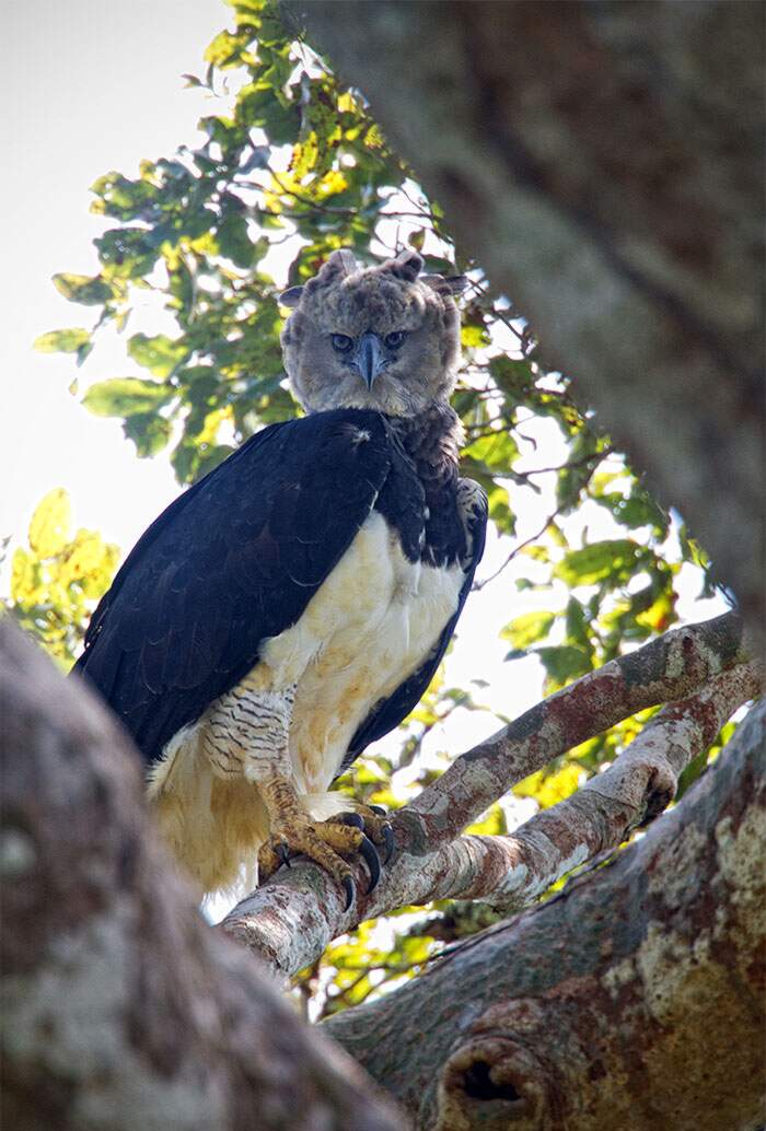 aquila arpia gigante 11