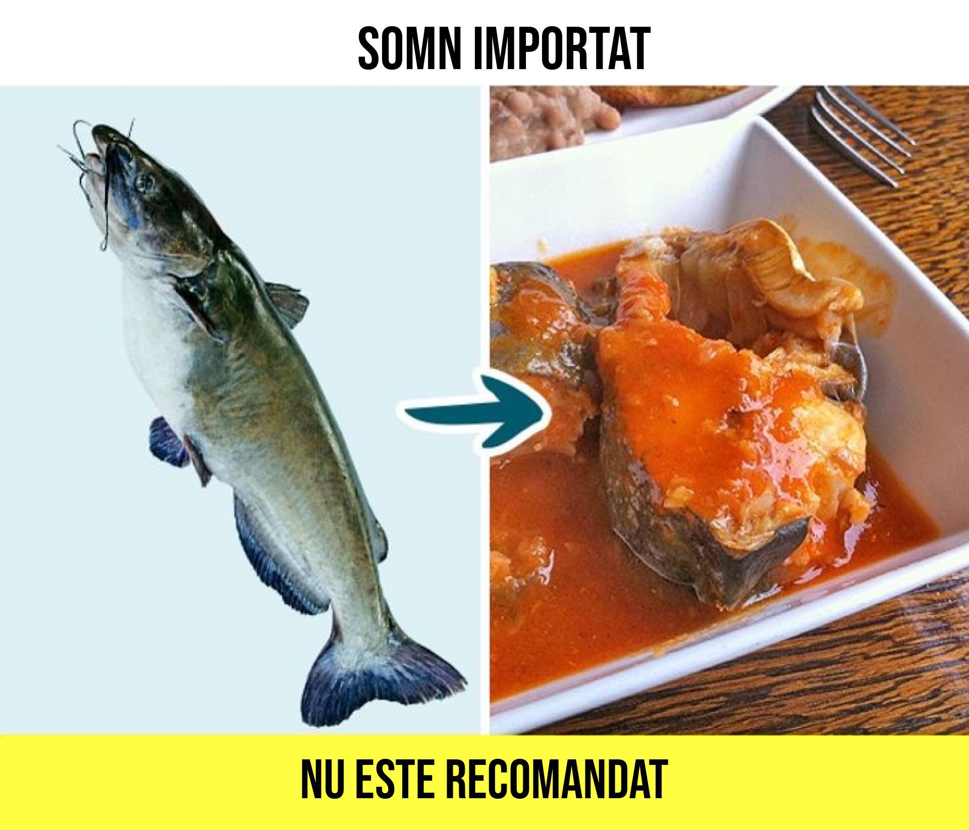somon importat