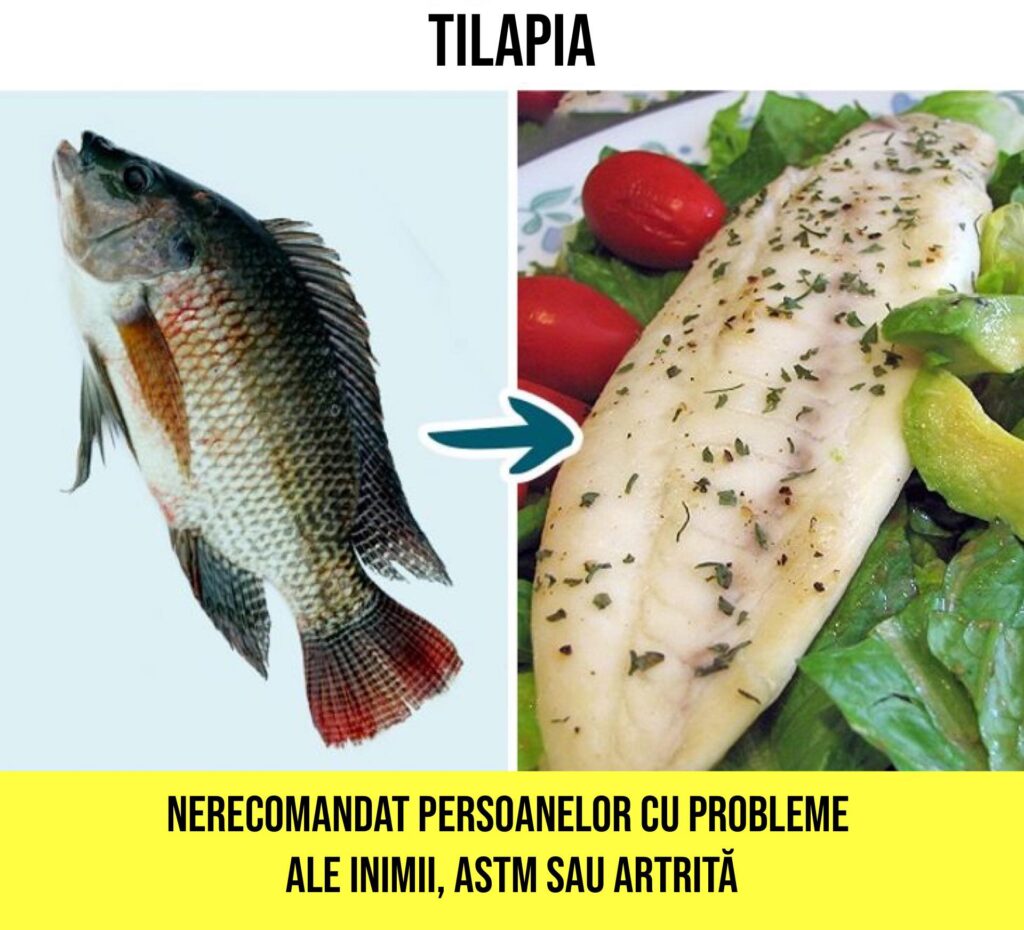 tilapia