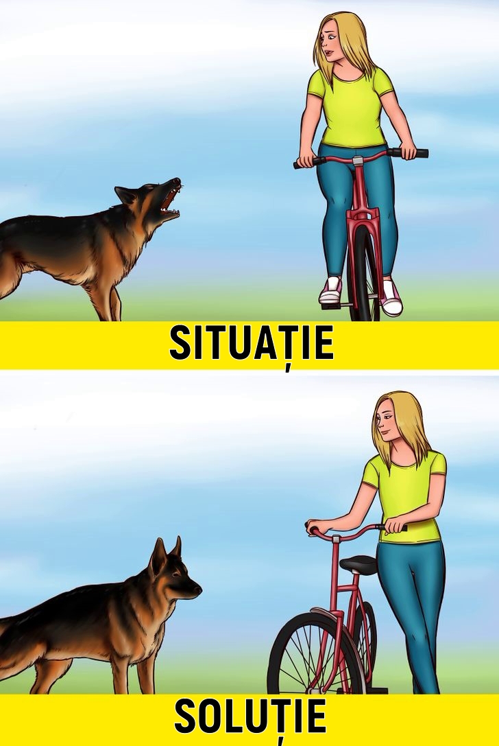 Cum să-ți protejezi viața dacă ești atacat de un câine fără stăpân 53 2 4