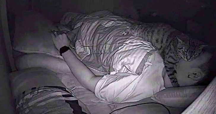 15 fotografii care arată că viața cu o pisică nu e niciodată plictisitoare 57 6 1