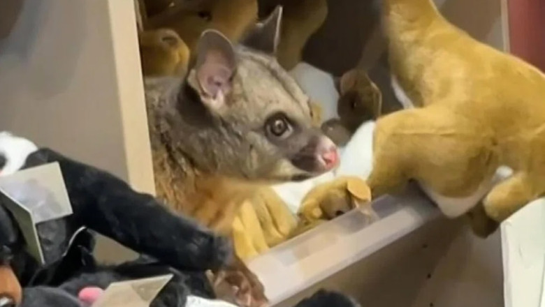 Un opossum s-a ascuns într-un magazin de la aeroport, stârnind amuzamentul pasagerilor 51 video un oposum s a deghizat in jucarie de plus intr un magazin dintr un aeroport si a starnit amuzamentul pasagerilor 69cb4733579f4