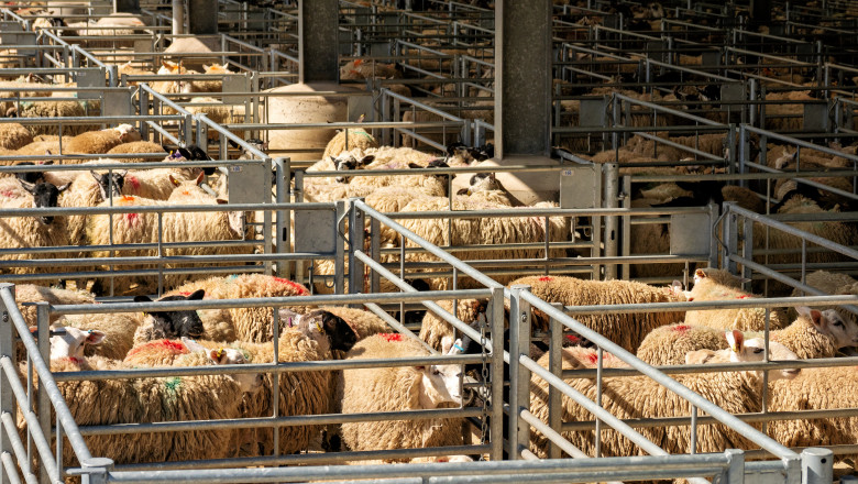 Algeria intenționează să importe peste un milion de ovine din România în 2027, inclusiv carne 51 algeria vrea sa importe peste un milion de ovine din romania in 2027 in premiera sunt incluse si livrari de carne 69ce3a6ceb65f