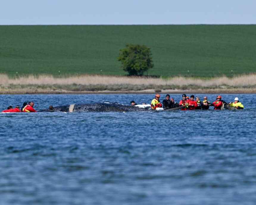 Intervenția de salvare a balenei Timmy în Germania a fost aprobată 51 barge rescue attempt for timmy the whale in germany gets go ahead 69f08ea614a12