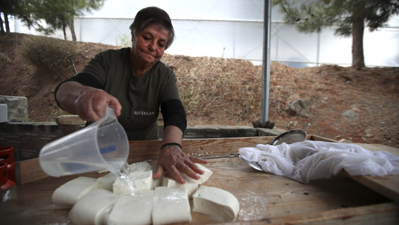 Brânza halloumi, amenințată: fermierii ciprioți se luptă cu o epidemie mortală 51 branza halloumi in pericol fermierii ciprioti se confrunta cu o epidemie mortala iar solutia depinde de acordul turcilor din nord 69dca82a23a34