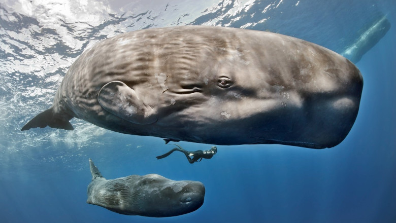 descoperire uimitoare in adancul oceanelor casalotii comunica printr un alfabet similar limbajului uman 69e46a036fca3