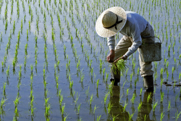 efectele razboiului din iran lipsa combustibilului ameninta productia de orez in asia 69da5276d51e4