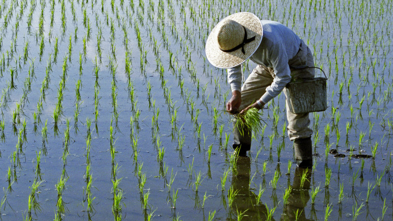 Războiul din Iran afectează producția de orez din Asia, din cauza lipsei combustibilului 51 efectele razboiului din iran lipsa combustibilului ameninta productia de orez in asia 69da5276d51e4
