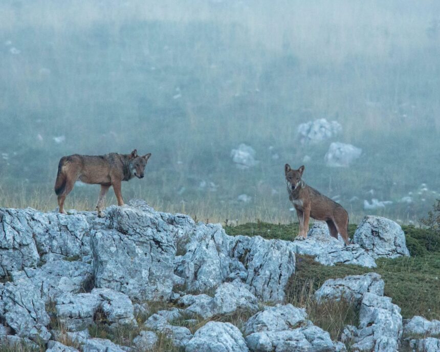 Optsprezece lupi găsiți morți într-un parc național din Italia, suspectați de otrăvire 51 eighteen wolves found dead in italian national park in suspected poisoning 69ea214abbf2e