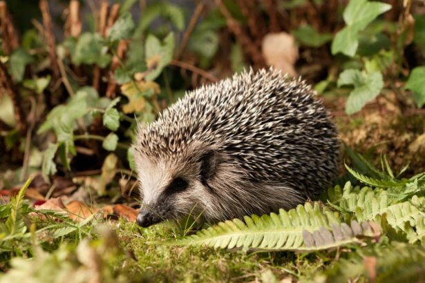 german mayors call for night time ban on robot lawnmowers to protect hedgehogs 69d3b43ace9c7