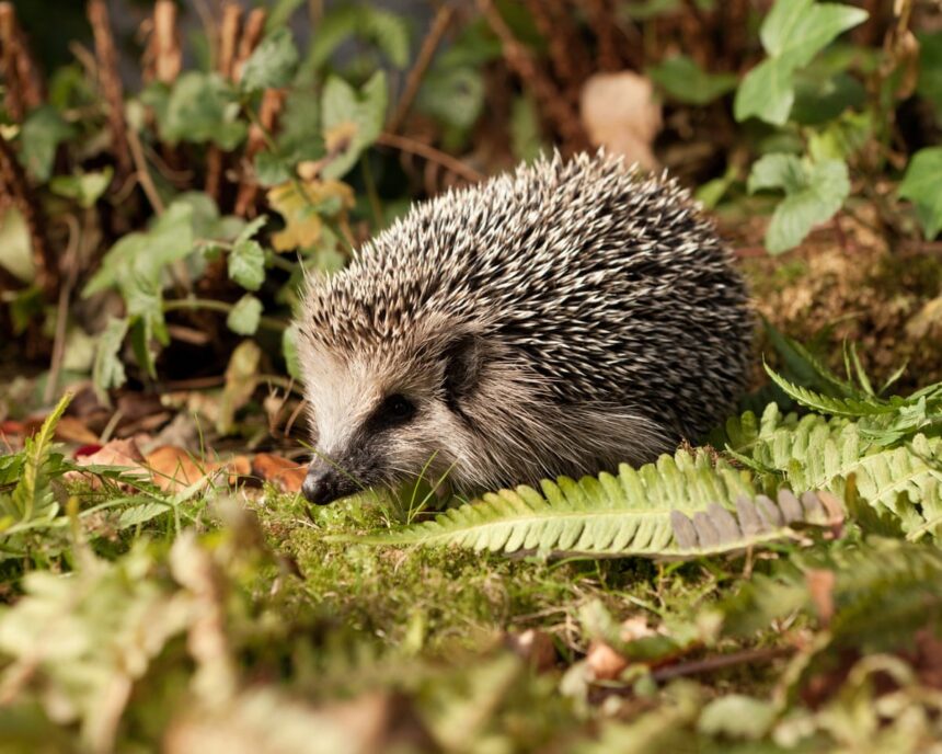german mayors call for night time ban on robot lawnmowers to protect hedgehogs 69d3b43ace9c7
