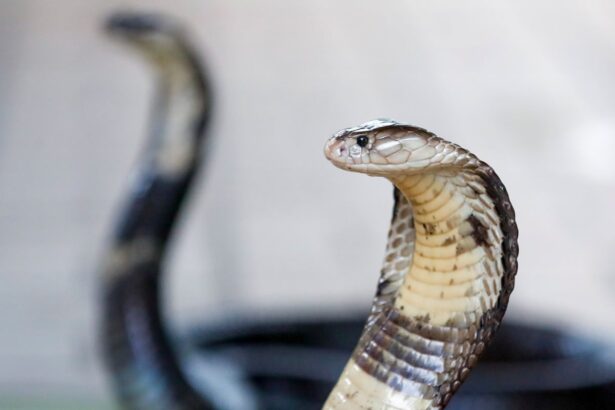 german tourist dies after being bitten at snake show on family holiday in egypt 69efb366bc985