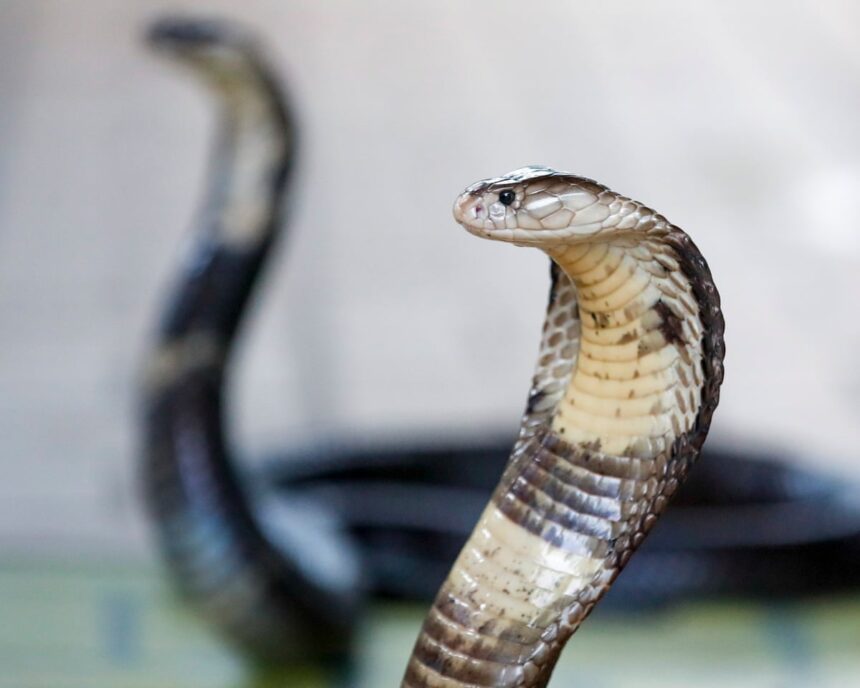 Un turist german a murit după ce a fost mușcat la un spectacol de șerpi în Egipt 51 german tourist dies after being bitten at snake show on family holiday in egypt 69efb366bc985
