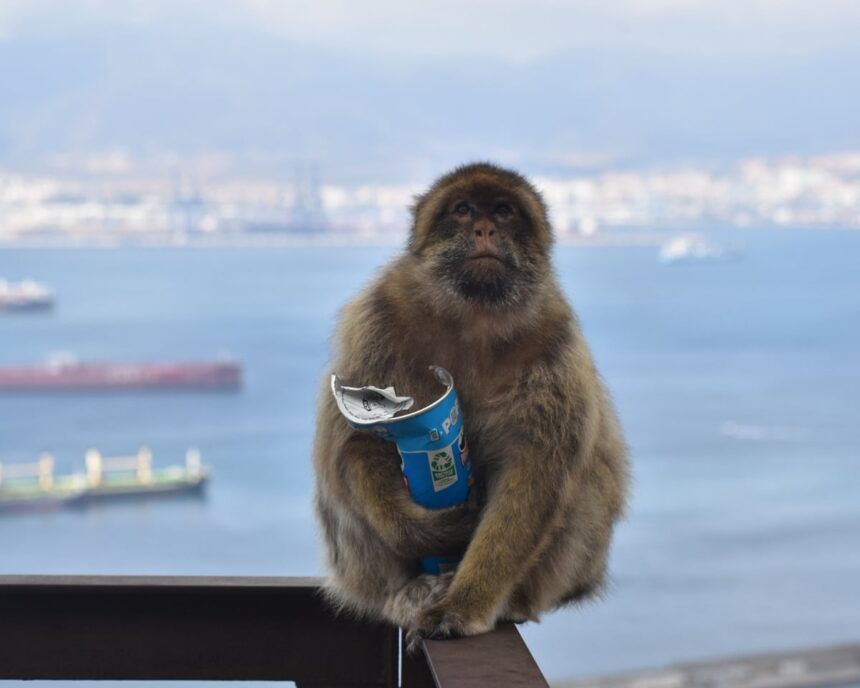 Maimuțele din Gibraltar consumă nămol pentru a evita problemele digestive cauzate de mâncarea turiștilor 51 gibraltars monkeys eat mud to avoid upset stomachs from tourist junk food 69e8908411313