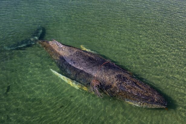 millionaires fund last ditch attempt to save humpback whale stranded in germany 69e1229b08309