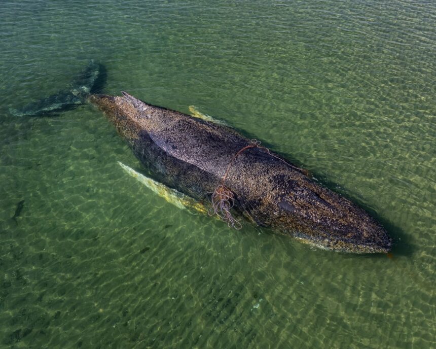 Miliardarii sprijină o ultimă încercare de salvare a balenei cu cocoașă în Germania 51 millionaires fund last ditch attempt to save humpback whale stranded in germany 69e1229b08309