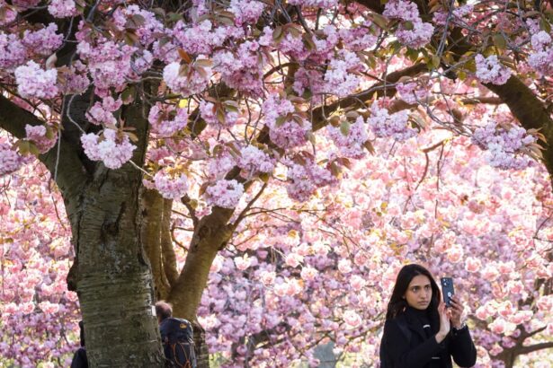 pollen season in uk and mainland europe extended by climate breakdown 69e87dc80d62b