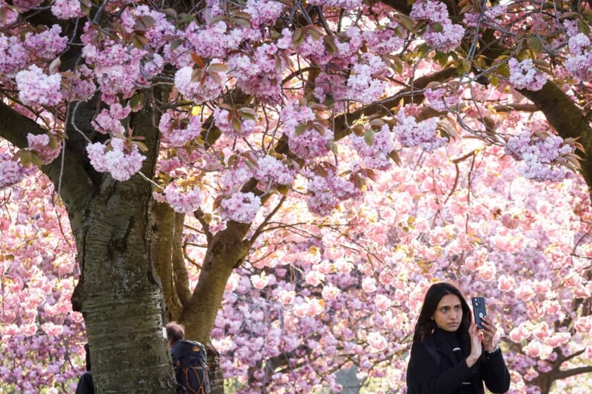 Sezonul polenului în Marea Britanie și Europa continentală s-a prelungit din cauza schimbărilor climatice 51 pollen season in uk and mainland europe extended by climate breakdown 69e87dc80d62b