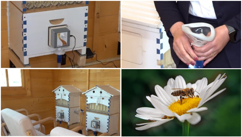 Terapia cu aer din stup: apiterapia și județele din România unde poate fi practicată 51 video metoda naturala inovatoare terapia cu aerul din stup judetele din romania unde oamenii pot face apiterapie e foarte benefica 69e8495e29b4f
