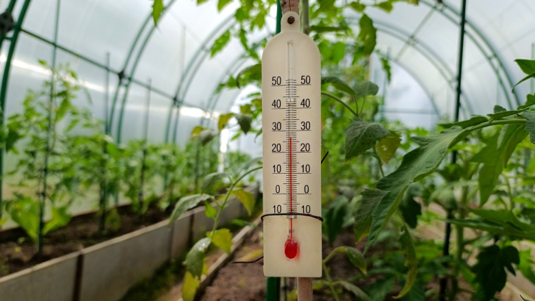 Răsadurile sunt afectate de fluctuațiile mari de temperatură zi-noapte 51 video rasadurile in pericol din cauza diferentelor mari de temperatura de la zi la noapte cum incearca legumicultorii sa salveze productia 69e07bcf5b554