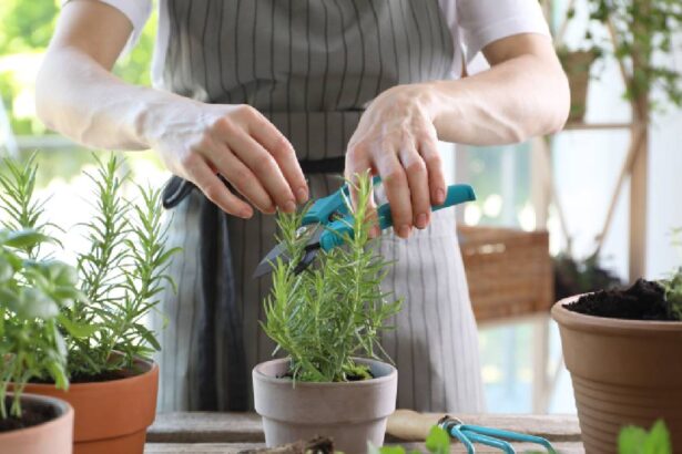 ce plante aromatice merita cultivate in mai si cum pot ajuta digestia 69f885ba730b3