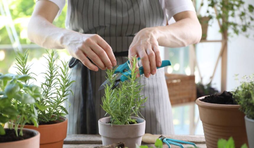 Plante aromatice de cultivat în mai și beneficiile lor pentru digestie 51 ce plante aromatice merita cultivate in mai si cum pot ajuta digestia 69f885ba730b3