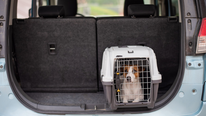 Reguli actualizate pentru călătoria cu animale de companie în Uniunea Europeană 51 reguli actualizate pentru calatoria cu animale de companie in uniunea europeana ce trebuie sa stie proprietarii inainte de plecare 69fddb3cb1f9c