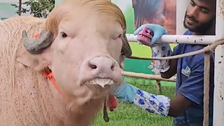 Bivolul albinos cu coamă blondă, comparat cu Donald Trump, va fi sacrificat în Bangladesh 51 video un bivol albinos cu coama blonda considerat sosia lui donald trump vedeta in bangladesh animalul va fi sacrificat 6a112a1979282