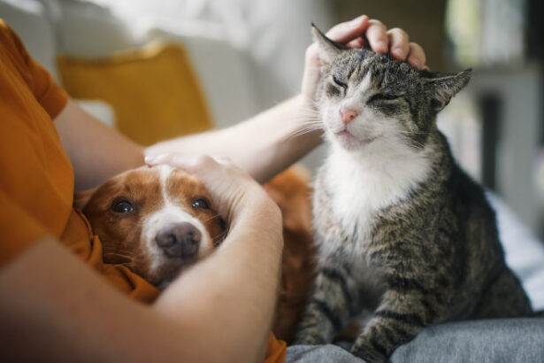 animalele de companie si stresul cercetatorii contrazic o idee populara 6a37714fefe06