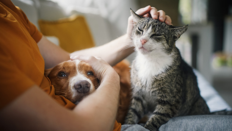 Legătura dintre animalele de companie și stres: cercetătorii aduc noi dovezi 51 animalele de companie si stresul cercetatorii contrazic o idee populara 6a37714fefe06
