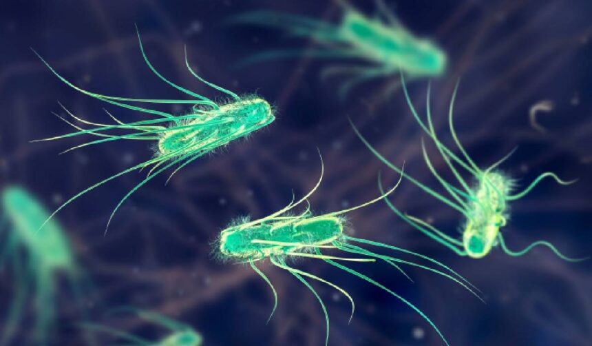 Efectele consumului zilnic de probiotice pe termen lung asupra corpului tău 51 ce se intampla in corpul tau daca iei probiotice zilnic pe termen lung 6a2bdfc76a204