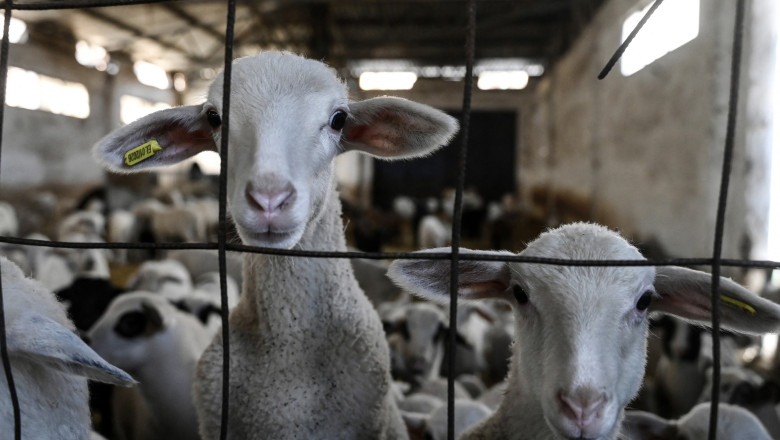 Comisia Europeană a extins interdicția de export pentru ovine și caprine din România 51 comisia europeana a extins interdictia privind exportul de ovine si caprine din romania anuntul lui tanczos barna 6a33ecc50663c