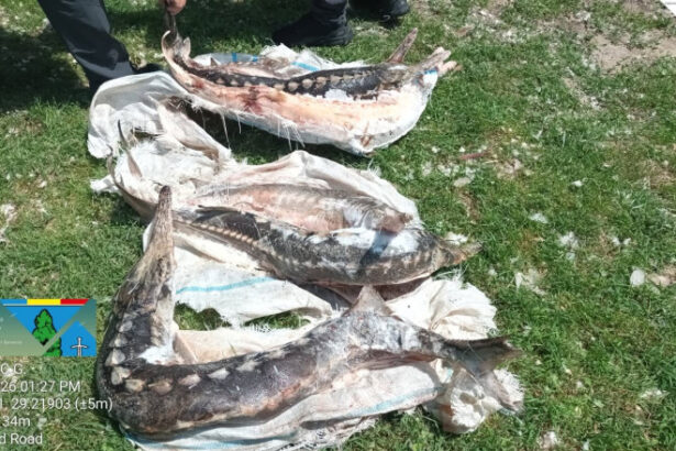 controale in delta dunarii sturioni descoperiti intr o lada frigorifica deversari ilegale in dunare si amenzi de 230 000 de lei 6a3139669bbd9