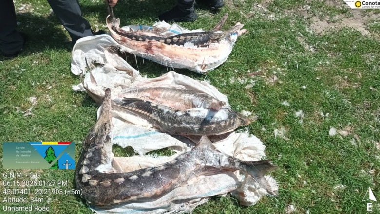 Controale în Delta Dunării: sturioni găsiți în ladă frigorifică și amenzi de 230.000 de lei 51 controale in delta dunarii sturioni descoperiti intr o lada frigorifica deversari ilegale in dunare si amenzi de 230 000 de lei 6a3139669bbd9