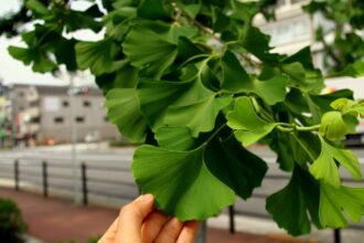 ginkgo biloba beneficii limite si ce trebuie sa stii inainte sa il folosesti 6a1fe06ba8bf1