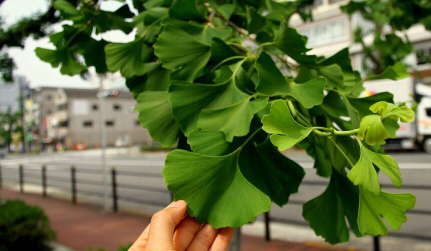Ginkgo biloba: ce beneficii oferă și ce trebuie să știi înainte de utilizare 51 ginkgo biloba beneficii limite si ce trebuie sa stii inainte sa il folosesti 6a1fe06ba8bf1