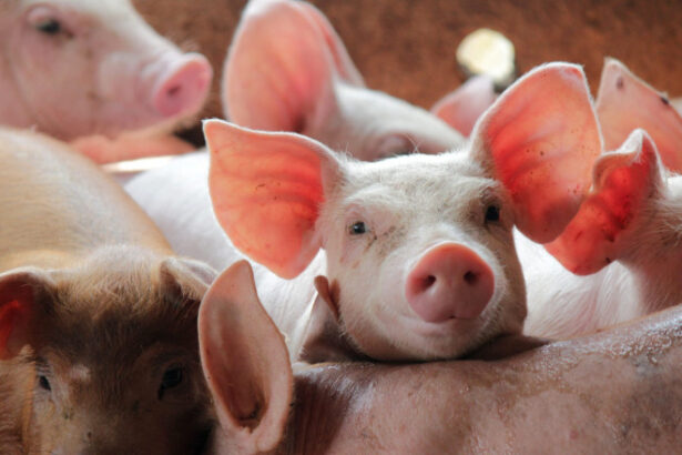 madr pregateste ajutoare pentru prevenirea pestei porcine africane bugetul total alocat schemei este de 125 de milioane de lei 6a2ab49e3f421