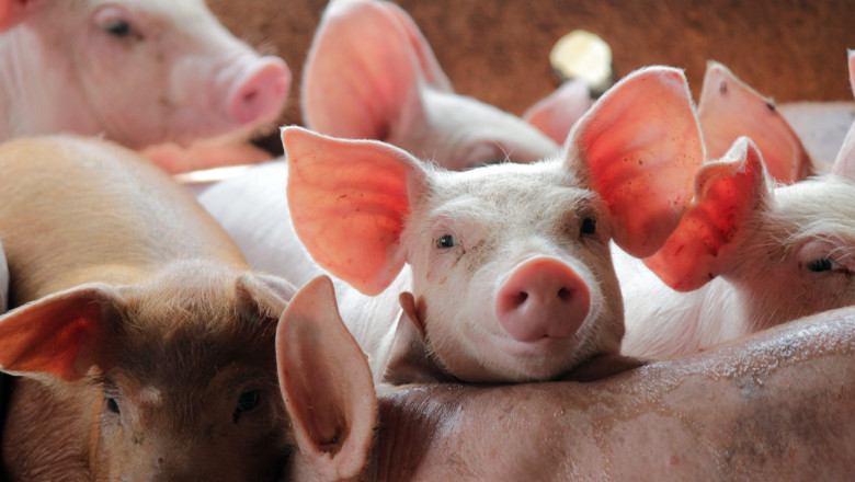 MADR va oferi ajutoare pentru prevenirea pestei porcine africane cu un buget de 125 de milioane de lei 51 madr pregateste ajutoare pentru prevenirea pestei porcine africane bugetul total alocat schemei este de 125 de milioane de lei 6a2ab49e3f421