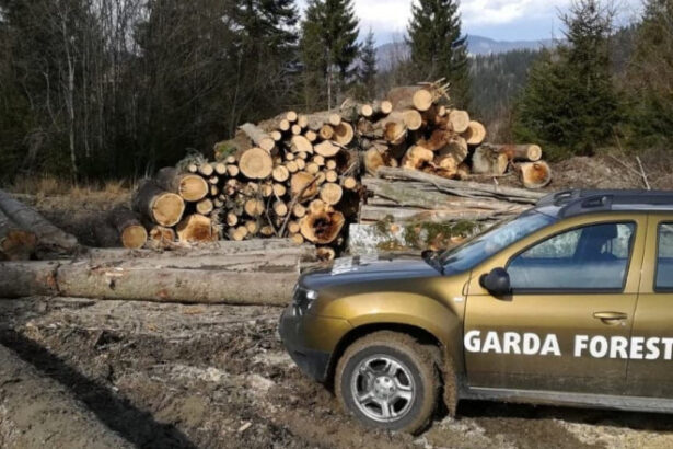 nereguli descoperite de garda forestiera intr o padure din suceava procurorii sesizati dupa taieri ilegale si furt de lemne 6a2fd9cfb4585