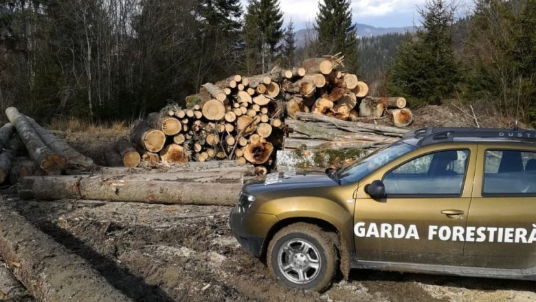 Garda Forestieră a descoperit nereguli în pădurile din Suceava, procurorii au fost sesizați 51 nereguli descoperite de garda forestiera intr o padure din suceava procurorii sesizati dupa taieri ilegale si furt de lemne 6a2fd9cfb4585