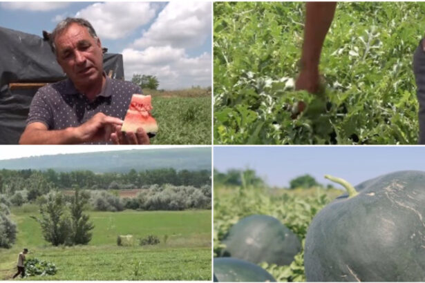 video vremea capricioasa din ultimele saptamani intarzie productia de pepeni romanesti cand ar putea aparea in piete 6a253405c4a00