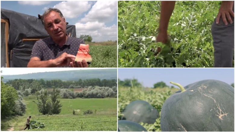 Vremea capricioasă întârzie apariția pepenilor românești în piețe 51 video vremea capricioasa din ultimele saptamani intarzie productia de pepeni romanesti cand ar putea aparea in piete 6a253405c4a00