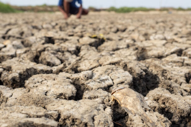 avertismente sumbre ale expertilor despre super el nino fenomenul ar putea creste preturile alimentelor timp de ani de zile 6a572c72b201e