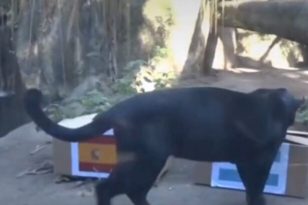 foto si video poty pantera oracol care prezice finala cupei mondiale va deveni noua caracatita paul 6a5d067d86a27