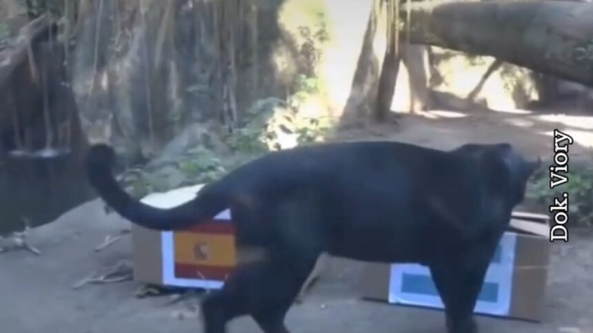 foto si video poty pantera oracol care prezice finala cupei mondiale va deveni noua caracatita paul 6a5d067d86a27