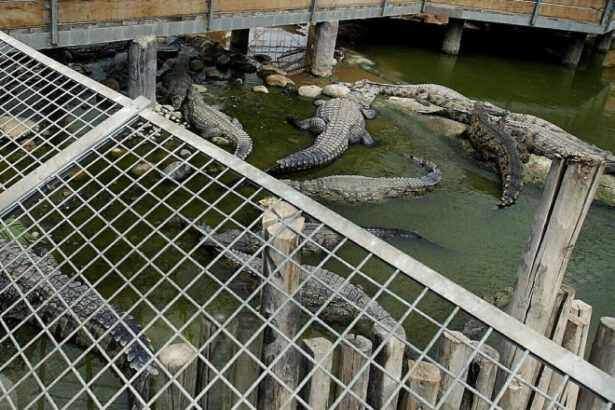 inchisorile din israel vor folosi crocodili pentru a descuraja detinutii sa evadeze 6a5bd4d5aa17a